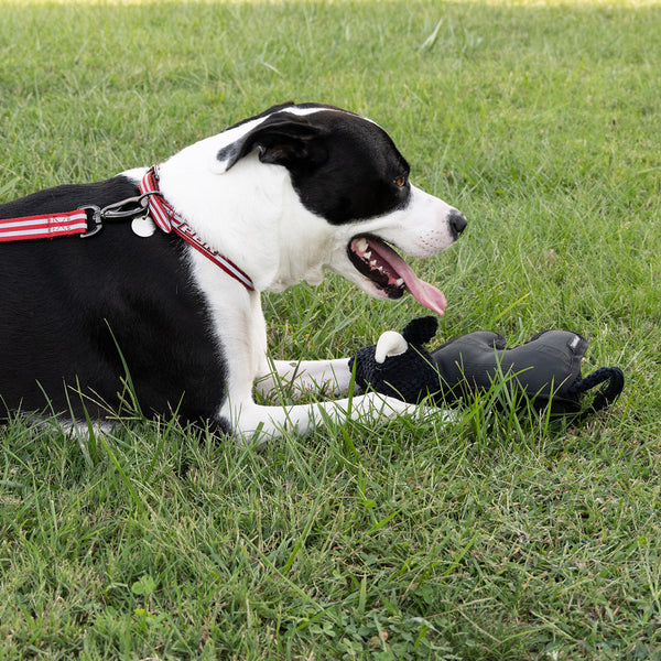 PBR Stuffed Bull Toy - Dog Holding Toy Left Side View