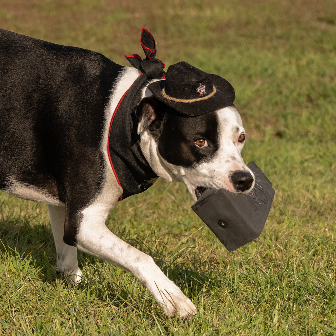 PBR Bell Squeaky Toy - Zoomed in Dog With Toy Front View