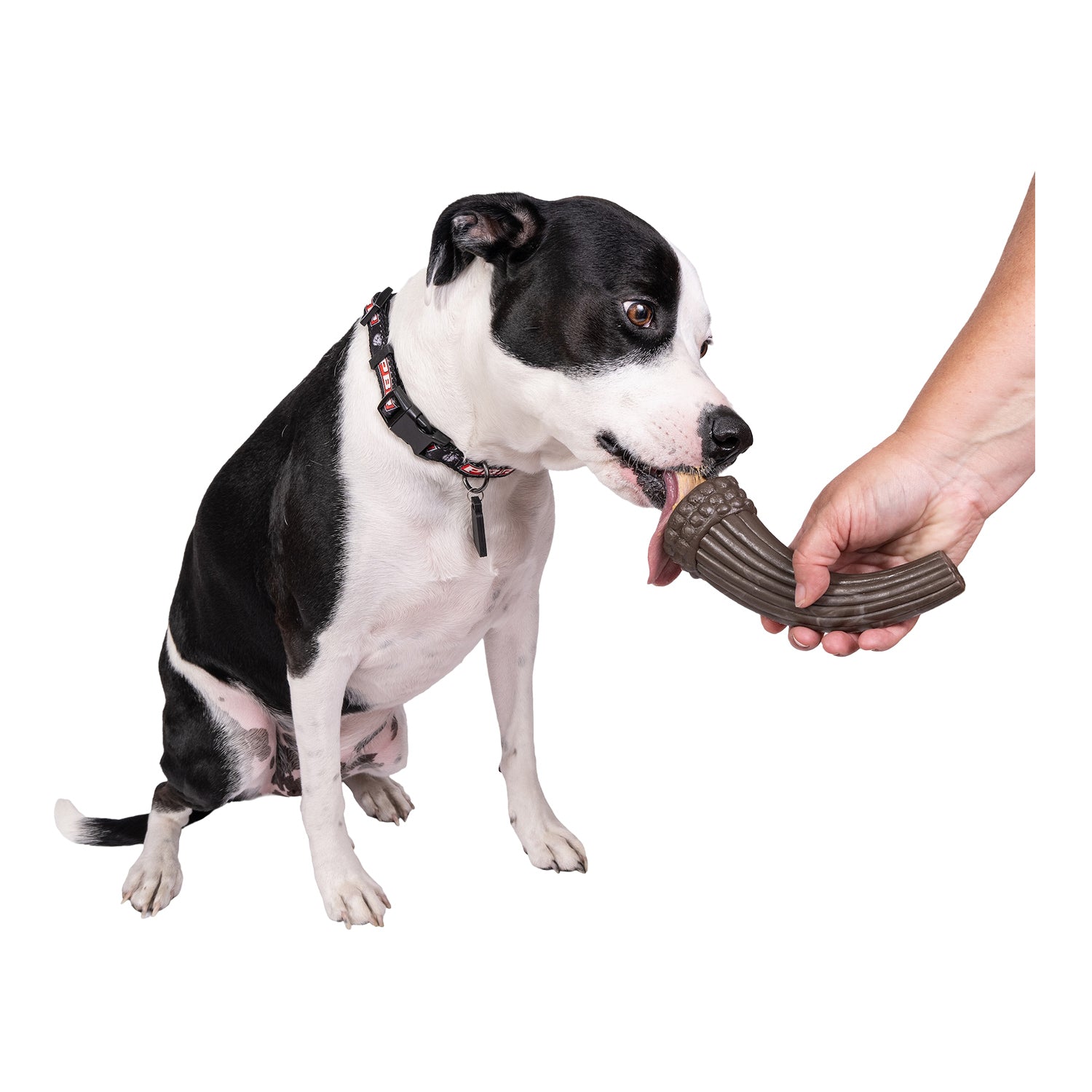 PBR Small Chew and Treat Bull Horn - Dog with Treat in Horn Front View