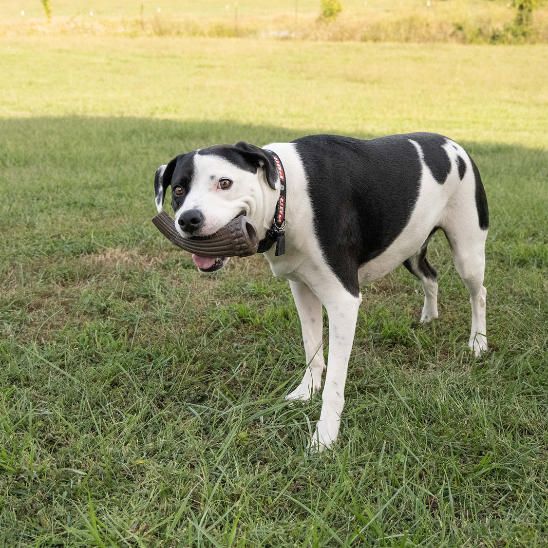 PBR Large Chew and Treat Bull Horn  - Dog with Toy Front View